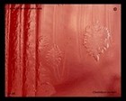 clostridium colony
